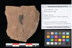 Foto (Objekt + Etikett) von Myrica lignitum Unger (NHMW-GEO-2024-0188-0479)